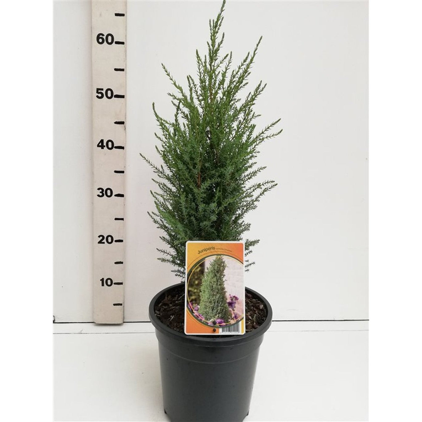 En – Juniperus communis 'Compressa' - C3 40-50 CM